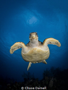 "Turtle Gaze"
Sometimes you can see an animals curiosity... by Chase Darnell 